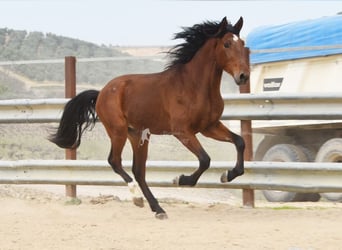 PRE, Étalon, 4 Ans, 160 cm, Bai