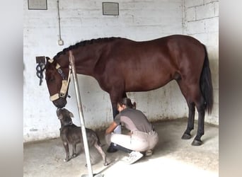 PRE Croisé, Étalon, 4 Ans, 160 cm, Bai