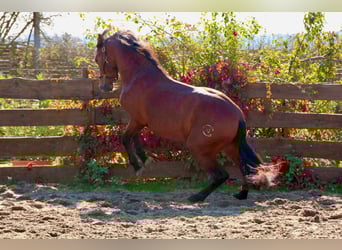PRE Croisé, Étalon, 4 Ans, 160 cm, Bai clair