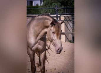 PRE, Étalon, 4 Ans, 160 cm, Champagne