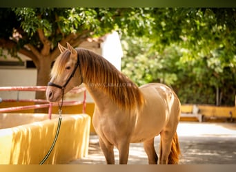 PRE, Étalon, 4 Ans, 160 cm, Champagne