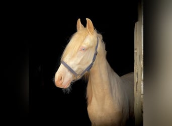 PRE Croisé, Étalon, 4 Ans, 160 cm, Cremello