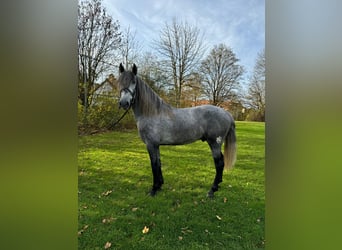 PRE, Étalon, 4 Ans, 160 cm, Gris pommelé