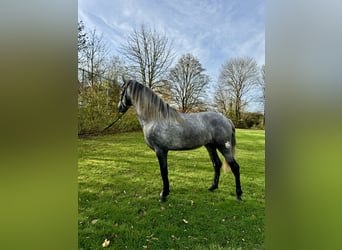 PRE, Étalon, 4 Ans, 160 cm, Gris pommelé