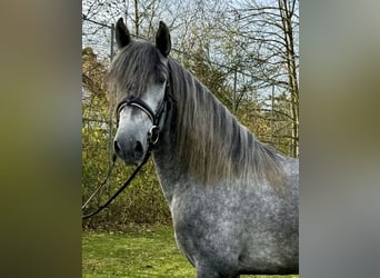 PRE, Étalon, 4 Ans, 160 cm, Gris pommelé