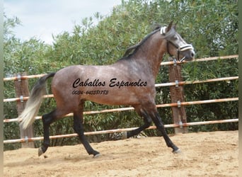 PRE, Étalon, 4 Ans, 160 cm, Gris pommelé