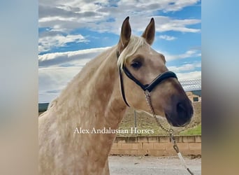 PRE Croisé, Étalon, 4 Ans, 160 cm, Palomino