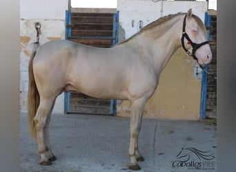 PRE, Étalon, 4 Ans, 160 cm, Perlino