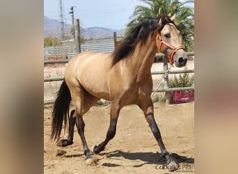 PRE Croisé, Étalon, 4 Ans, 161 cm, Buckskin