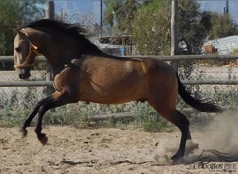 PRE Croisé, Étalon, 4 Ans, 161 cm, Buckskin