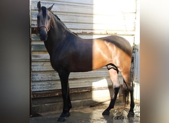 PRE Croisé, Étalon, 4 Ans, 161 cm, Buckskin