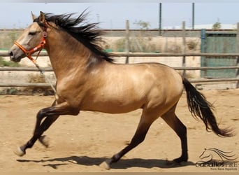 PRE Croisé, Étalon, 4 Ans, 161 cm, Buckskin