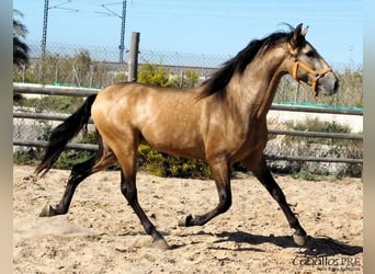 PRE Croisé, Étalon, 4 Ans, 161 cm, Buckskin