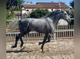 PRE Croisé, Étalon, 4 Ans, 161 cm, Gris pommelé