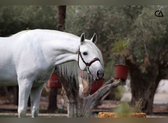 PRE, Étalon, 4 Ans, 161 cm, Gris pommelé