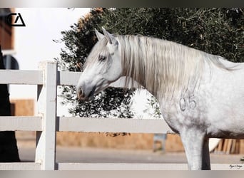 PRE, Étalon, 4 Ans, 161 cm, Gris pommelé