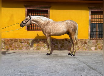 PRE, Étalon, 4 Ans, 161 cm, Palomino