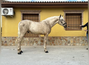 PRE, Étalon, 4 Ans, 161 cm, Palomino
