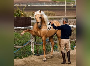 PRE Croisé, Étalon, 4 Ans, 161 cm, Palomino