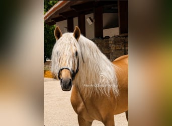 PRE Croisé, Étalon, 4 Ans, 161 cm, Palomino