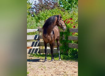 PRE, Étalon, 4 Ans, 161 cm, Peut devenir gris