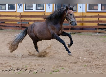 PRE, Étalon, 4 Ans, 161 cm, Peut devenir gris