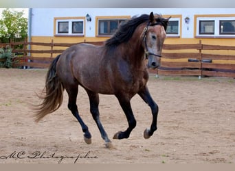 PRE, Étalon, 4 Ans, 161 cm, Peut devenir gris