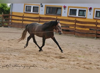 PRE, Étalon, 4 Ans, 161 cm, Peut devenir gris