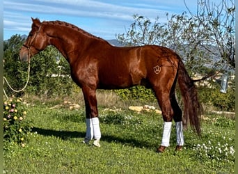PRE Croisé, Étalon, 4 Ans, 162 cm, Alezan
