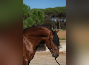 PRE Croisé, Étalon, 4 Ans, 162 cm, Bai cerise