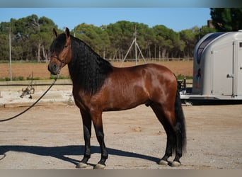 PRE Croisé, Étalon, 4 Ans, 162 cm, Bai cerise