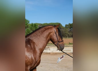 PRE Croisé, Étalon, 4 Ans, 162 cm, Bai cerise