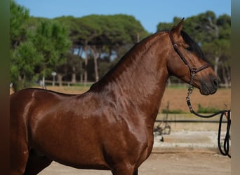 PRE Croisé, Étalon, 4 Ans, 162 cm, Bai cerise