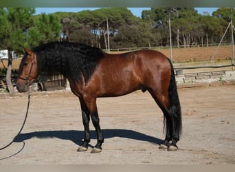 PRE Croisé, Étalon, 4 Ans, 162 cm, Bai cerise