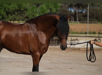 PRE Croisé, Étalon, 4 Ans, 162 cm, Bai cerise