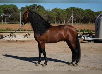 PRE Croisé, Étalon, 4 Ans, 162 cm, Bai cerise