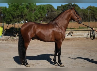 PRE Croisé, Étalon, 4 Ans, 162 cm, Bai cerise