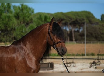 PRE Croisé, Étalon, 4 Ans, 162 cm, Bai cerise