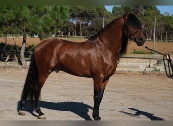 PRE Croisé, Étalon, 4 Ans, 162 cm, Bai cerise