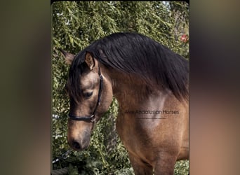 PRE Croisé, Étalon, 4 Ans, 162 cm, Buckskin