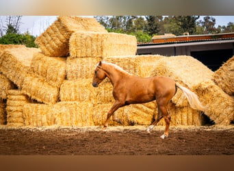 PRE Croisé, Étalon, 4 Ans, 162 cm, Champagne