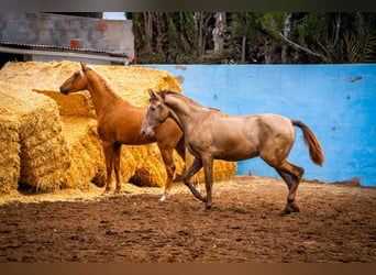 PRE Croisé, Étalon, 4 Ans, 162 cm, Champagne