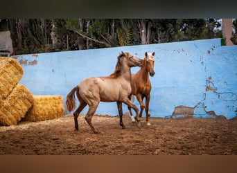 PRE Croisé, Étalon, 4 Ans, 162 cm, Champagne