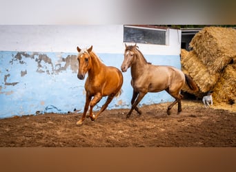 PRE Croisé, Étalon, 4 Ans, 162 cm, Champagne