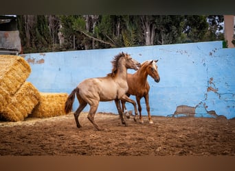 PRE Croisé, Étalon, 4 Ans, 162 cm, Champagne