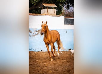 PRE Croisé, Étalon, 4 Ans, 162 cm, Champagne