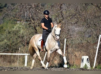 PRE Croisé, Étalon, 4 Ans, 162 cm, Champagne