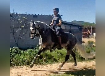 PRE Croisé, Étalon, 4 Ans, 162 cm, Gris pommelé