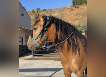 PRE, Étalon, 4 Ans, 162 cm, Isabelle