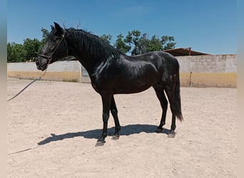 PRE, Étalon, 4 Ans, 162 cm, Noir